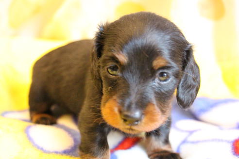 成約済の愛知県のカニンヘンダックスフンド(ロングヘアード)-68114の8枚目