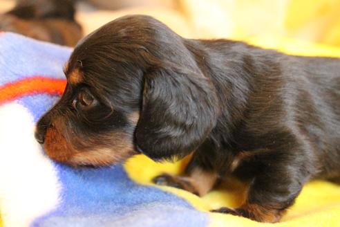 成約済の愛知県のカニンヘンダックスフンド(ロングヘアード)-68114の7枚目