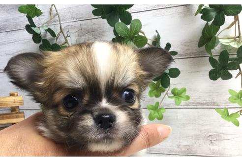 成約済の静岡県のチワワ(ロングコート)-67128の1枚目