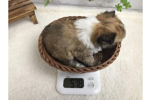 成約済の静岡県のチワワ(ロングコート)-67128の4枚目