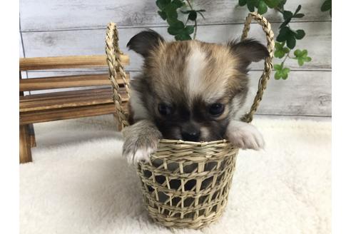 成約済の静岡県のチワワ(ロングコート)-67128の3枚目