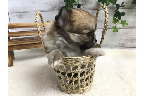 成約済の静岡県のチワワ(ロングコート)-67128の2枚目