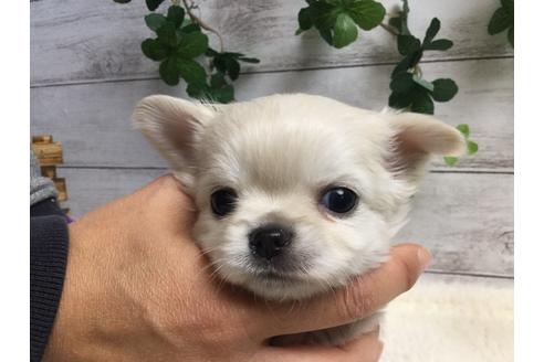 成約済の静岡県のチワワ(ロングコート)-67130の5枚目