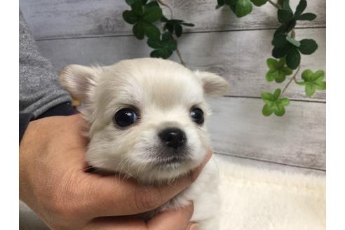 成約済の静岡県のチワワ(ロングコート)-67130の4枚目