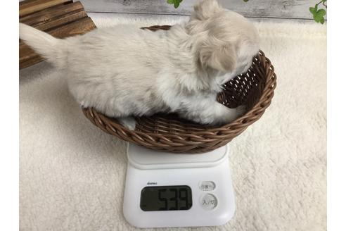 成約済の静岡県のチワワ(ロングコート)-67130の3枚目