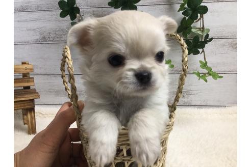 成約済の静岡県のチワワ(ロングコート)-67130の1枚目