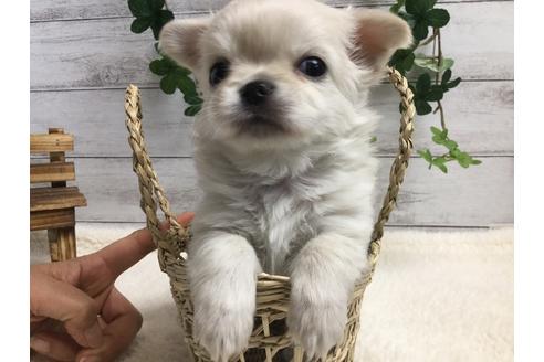 成約済の静岡県のチワワ(ロングコート)-67130の2枚目