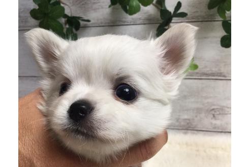 成約済の静岡県のチワワ(ロングコート)-67132の5枚目