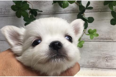 成約済の静岡県のチワワ(ロングコート)-67132の4枚目