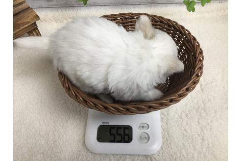 成約済の静岡県のチワワ(ロングコート)-67132の3枚目