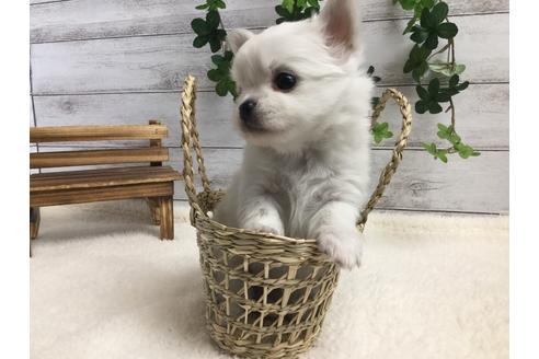 成約済の静岡県のチワワ(ロングコート)-67132の1枚目