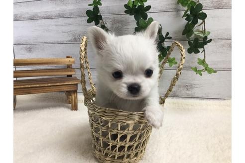 成約済の静岡県のチワワ(ロングコート)-67132の2枚目