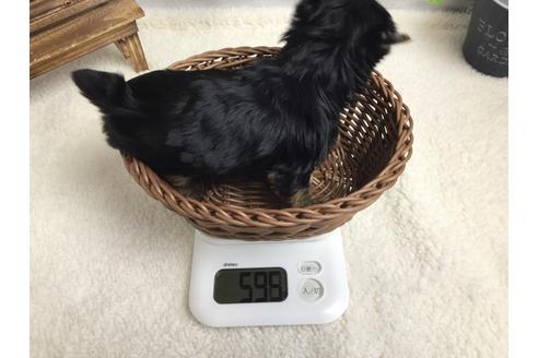 成約済の静岡県のヨークシャーテリア-67135の2枚目