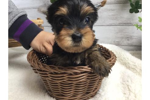 成約済の静岡県のヨークシャーテリア-67135