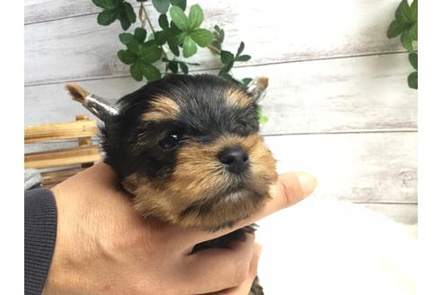 成約済の静岡県のヨークシャーテリア-67139の4枚目