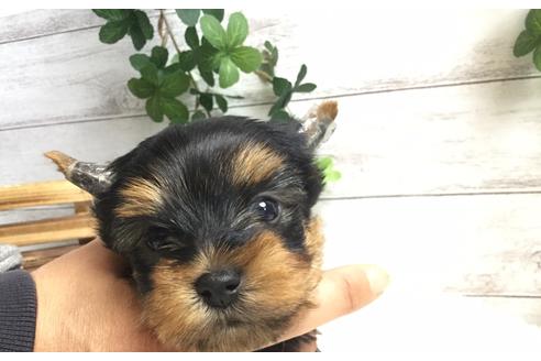 成約済の静岡県のヨークシャーテリア-67139の1枚目