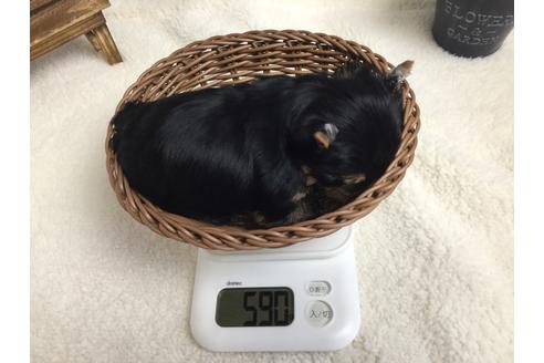 成約済の静岡県のヨークシャーテリア-67139の3枚目