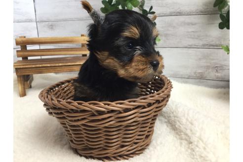 成約済の静岡県のヨークシャーテリア-67139の2枚目