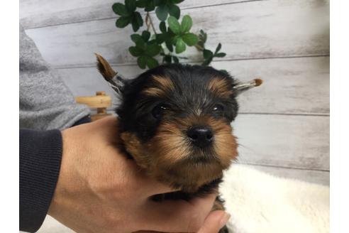成約済の静岡県のヨークシャーテリア-67141の1枚目