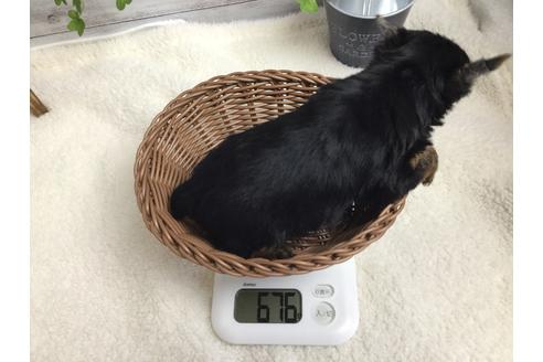 成約済の静岡県のヨークシャーテリア-67141の2枚目