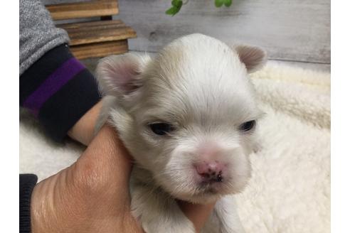 成約済の静岡県のチワワ(ロングコート)-68248の10枚目