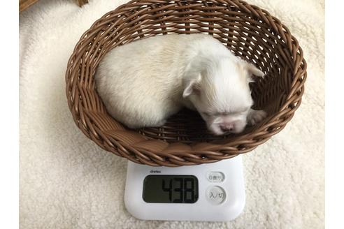 成約済の静岡県のチワワ(ロングコート)-68248の9枚目