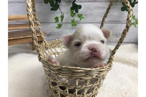 成約済の静岡県のチワワ(ロングコート)-68248の8枚目