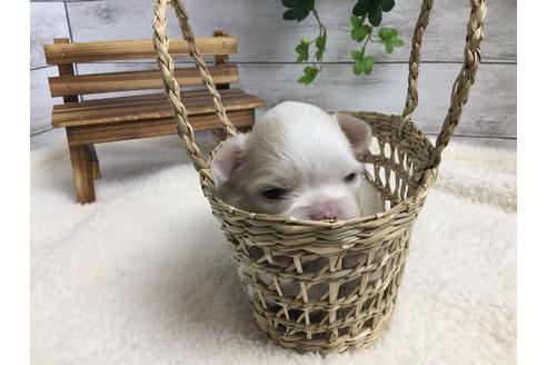 成約済の静岡県のチワワ(ロングコート)-68248の7枚目