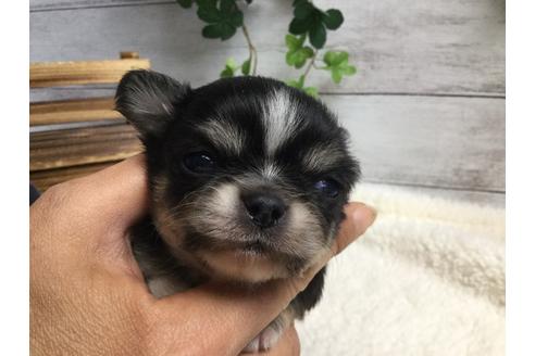 成約済の静岡県のチワワ(ロングコート)-68249の10枚目