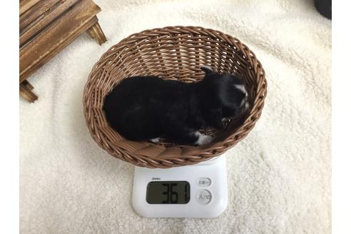 成約済の静岡県のチワワ(ロングコート)-68249の9枚目