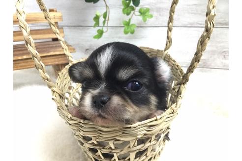 成約済の静岡県のチワワ(ロングコート)-68249の8枚目