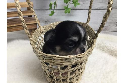 成約済の静岡県のチワワ(ロングコート)-68249の7枚目