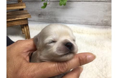 成約済の静岡県のチワワ(ロングコート)-68961の11枚目