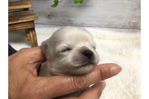 成約済の静岡県のチワワ(ロングコート)-68961の10枚目