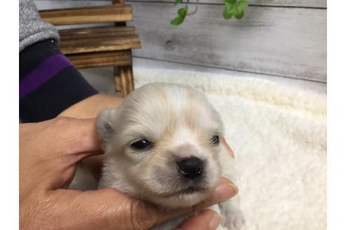 成約済の静岡県のチワワ(ロングコート)-68962の13枚目