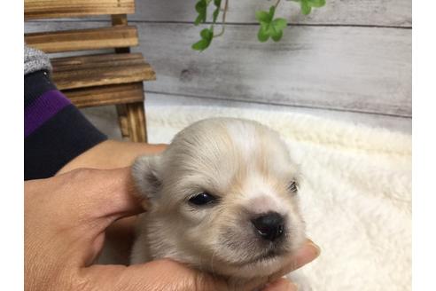 成約済の静岡県のチワワ(ロングコート)-68962の12枚目