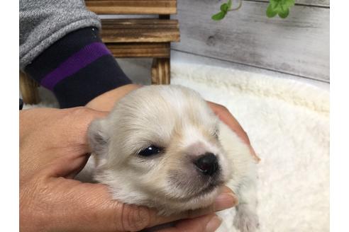 成約済の静岡県のチワワ(ロングコート)-68962の11枚目