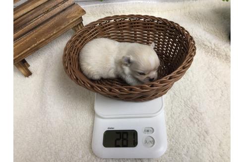 成約済の静岡県のチワワ(ロングコート)-68962の10枚目