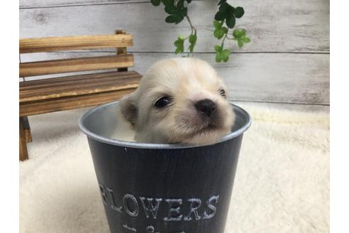 成約済の静岡県のチワワ(ロングコート)-68962の9枚目