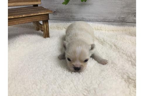 成約済の静岡県のチワワ(ロングコート)-68962の8枚目