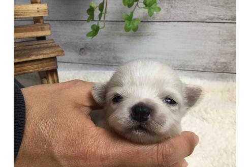 成約済の静岡県のチワワ(ロングコート)-68963の8枚目