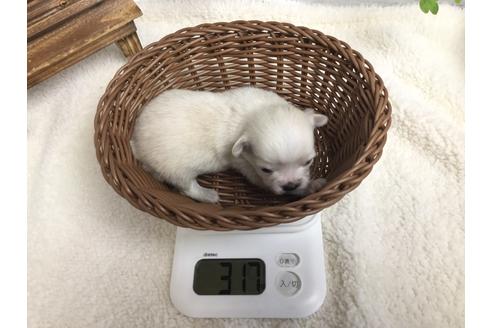 成約済の静岡県のチワワ(ロングコート)-68963の7枚目