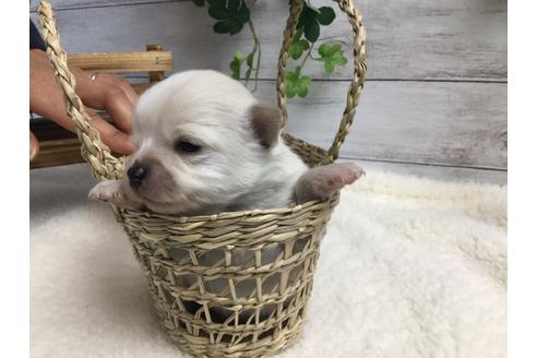 成約済の静岡県のチワワ(ロングコート)-68963の6枚目