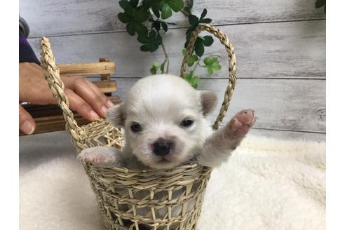 成約済の静岡県のチワワ(ロングコート)-68963の5枚目