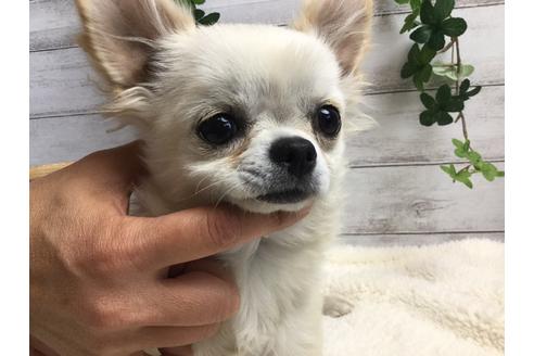 成約済の静岡県のチワワ(ロングコート)-68964の11枚目