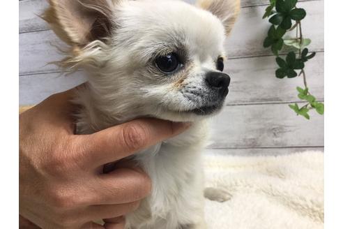 成約済の静岡県のチワワ(ロングコート)-68964の10枚目