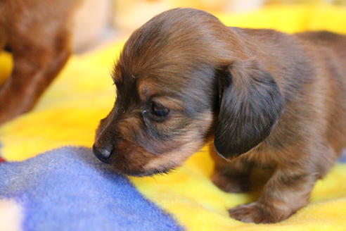 成約済の愛知県のカニンヘンダックスフンド(ロングヘアード)-68113の17枚目
