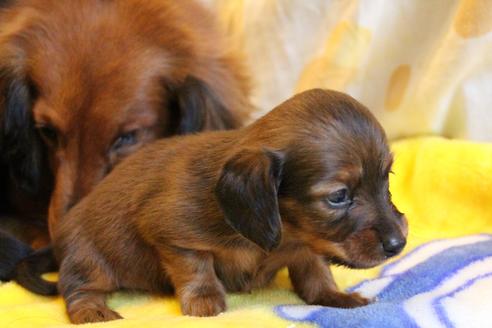 成約済の愛知県のカニンヘンダックスフンド(ロングヘアード)-68113の16枚目