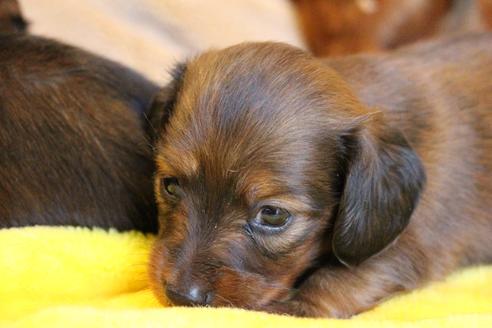 成約済の愛知県のカニンヘンダックスフンド(ロングヘアード)-68113の15枚目