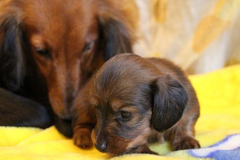 成約済の愛知県のカニンヘンダックスフンド(ロングヘアード)-68113の14枚目